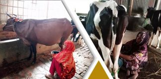 পশুখাদ্যের দাম বেড়েছে