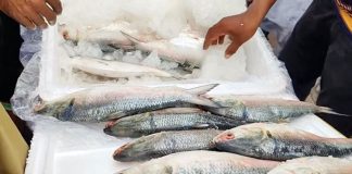 এক সপ্তাহে ভারত গেলো ৪১১ টন ইলিশ
