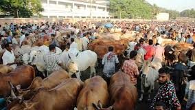 এবার কোরবানিযোগ্য পশু সোয়া কোটি: প্রাণিসম্পদ উপদেষ্টা