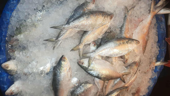 hilsa