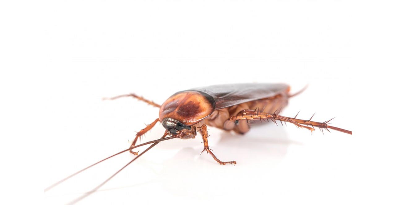 তেলাপোকা দূর করবেন যেভাবে