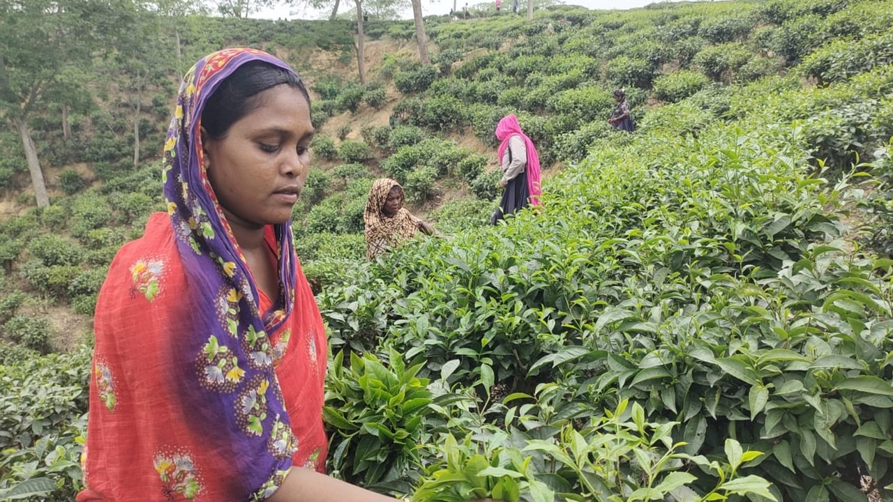 চা শ্রমিকের জীবনটাও যেন চা গাছের মতোই