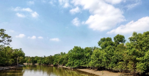 বিশ্ব ম্যানগ্রোভ দিবস আজ