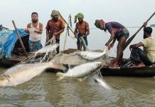 মা ইলিশ রক্ষায় ২২ দিনের নিষেধাজ্ঞা শুরু