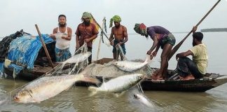 মা ইলিশ রক্ষায় ২২ দিনের নিষেধাজ্ঞা শুরু